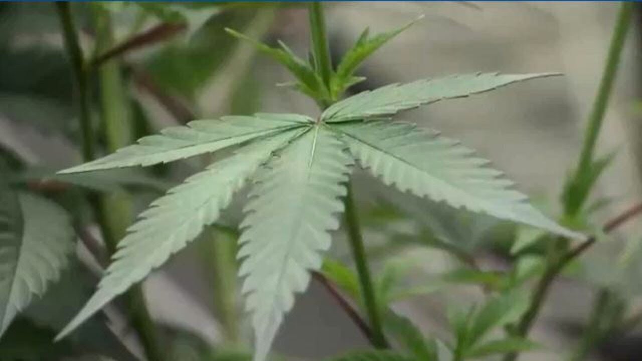 Should pot be sold at farmers markets?