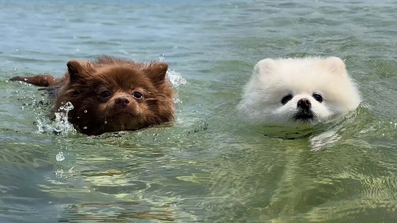 여름특집! 태어나 처음 바다수영에 도전하는 강아지들
