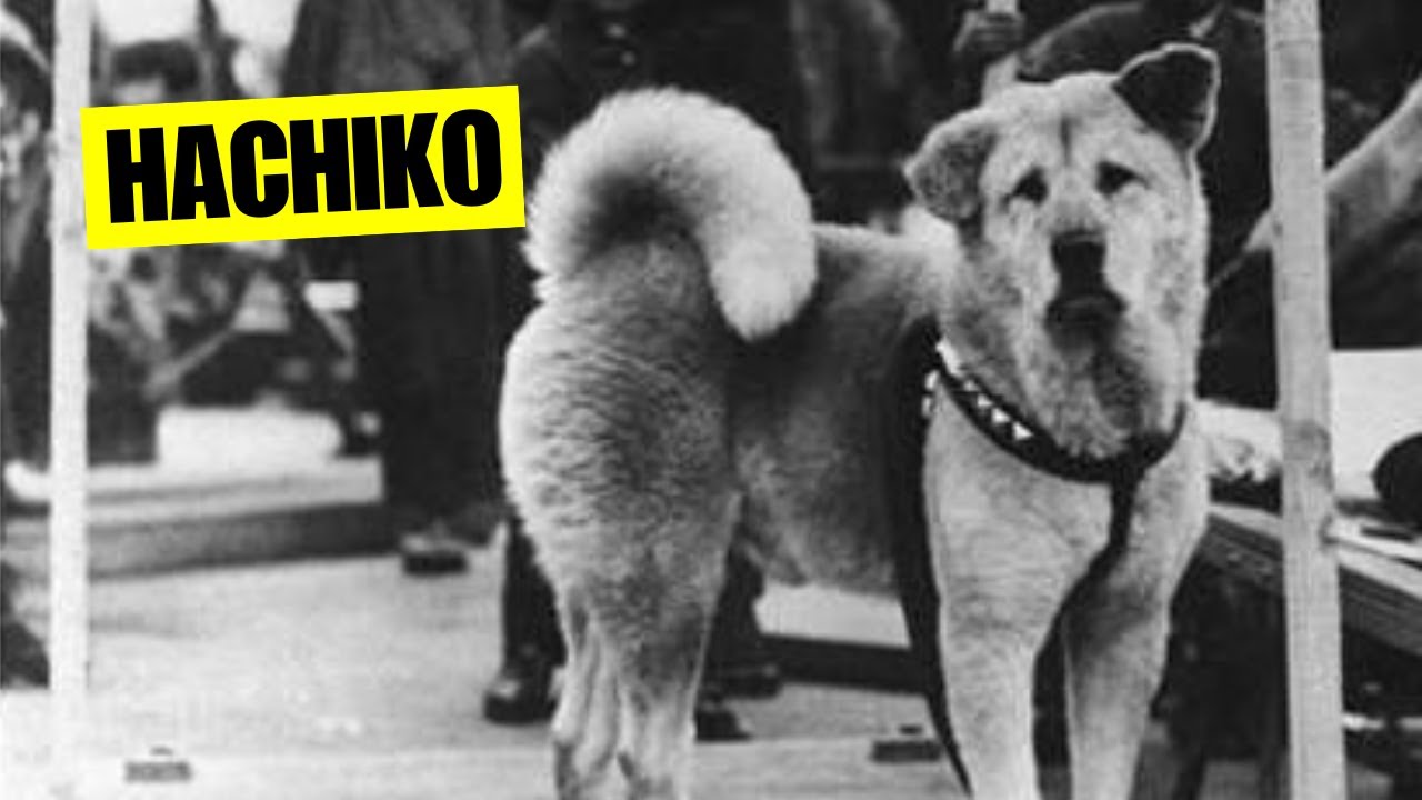 Hachiko -  La vera storia del cane più fedele del mondo