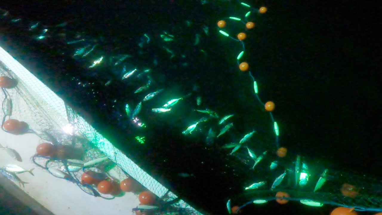 Wahh‼️ternyata kawanan ikan ini yang memutih di jaring
