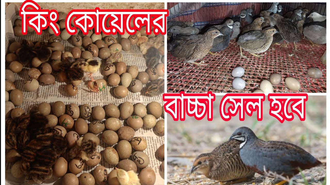 🔥 King Quail Baby Hatch | আলহামদুলিল্লাহ সফল হ্যাচিং