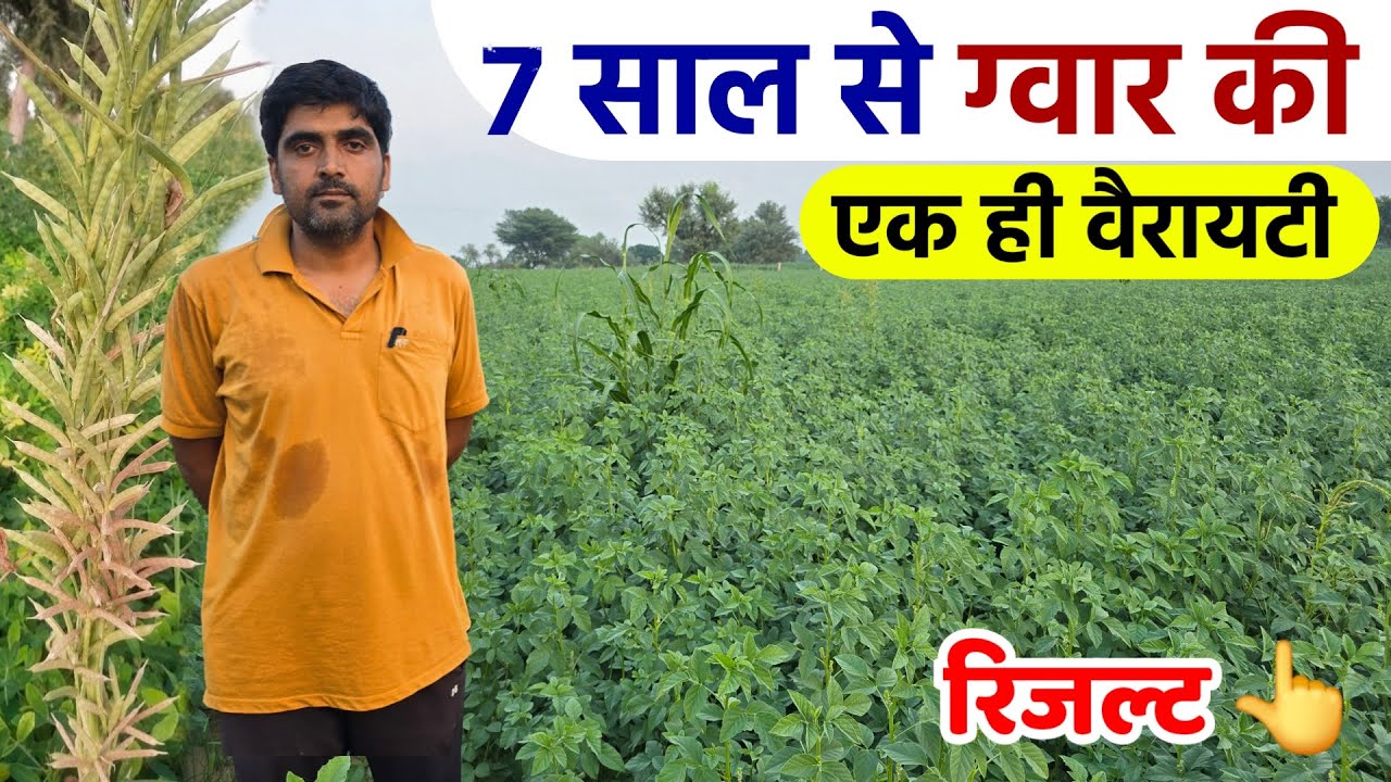 ग्वार की 2 टॉप वैरायटियों का रिजल्ट | HG 2-20 | Super 88 | 7 सालों से एक ही वैरायटि लगा रहा किसान 👌