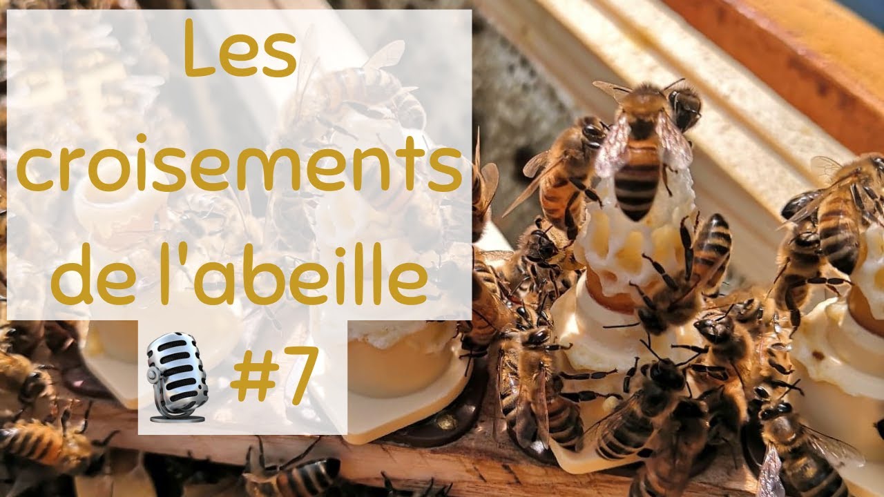 #7 Entretien avec Jean Baptiste sur les croisements génétiques sur l'abeille