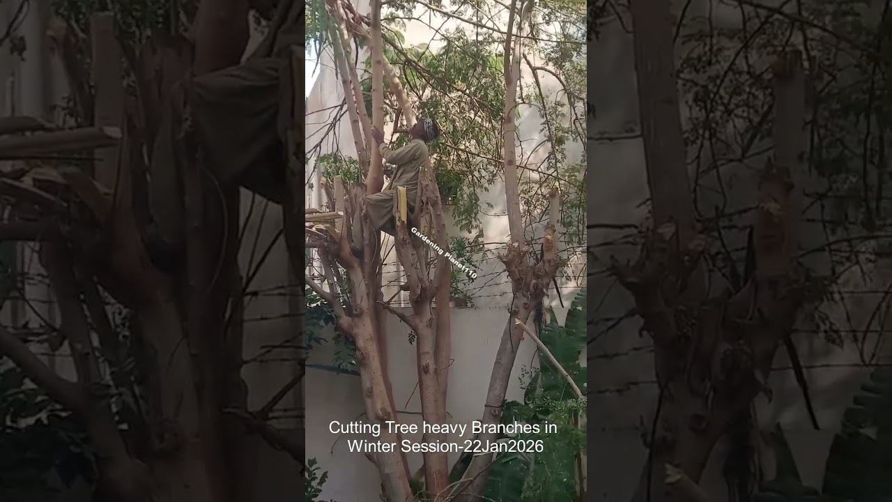 Why Professionals Only Prune Heavy Branches in Winter?