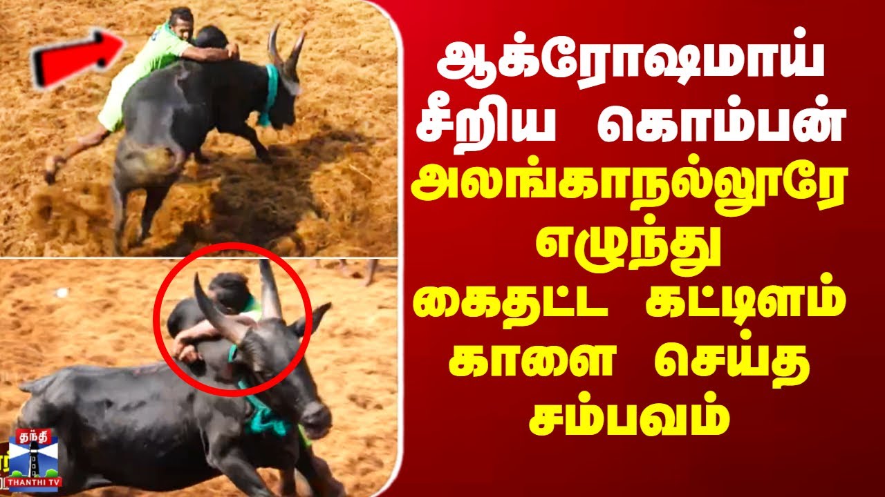 Alanganallur Jallikattu | சீறிய கொம்பன்.. அலங்காநல்லூரே எழுந்து கைதட்ட கட்டிளம் காளை செய்த சம்பவம்