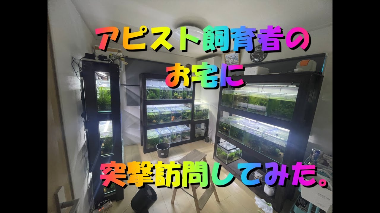 アピスト専門店がアピスト飼育者のお宅突撃訪問してみた。