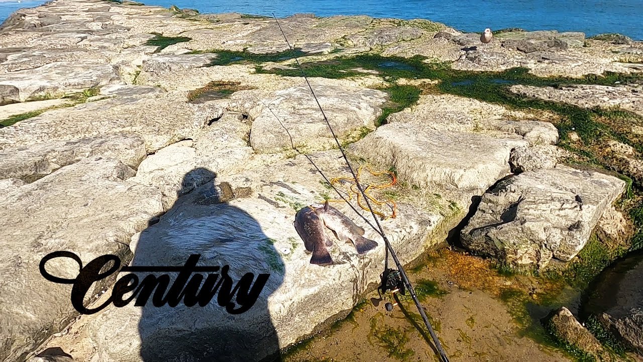How I Jig Tog at the Jetty | New Century Weapon Rod Field Test & Review