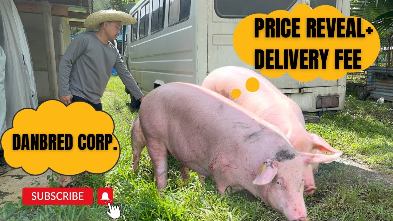 Magkano ginastos natin sa pagbili ng gilts sa Danbred Corp. | Price Reveal