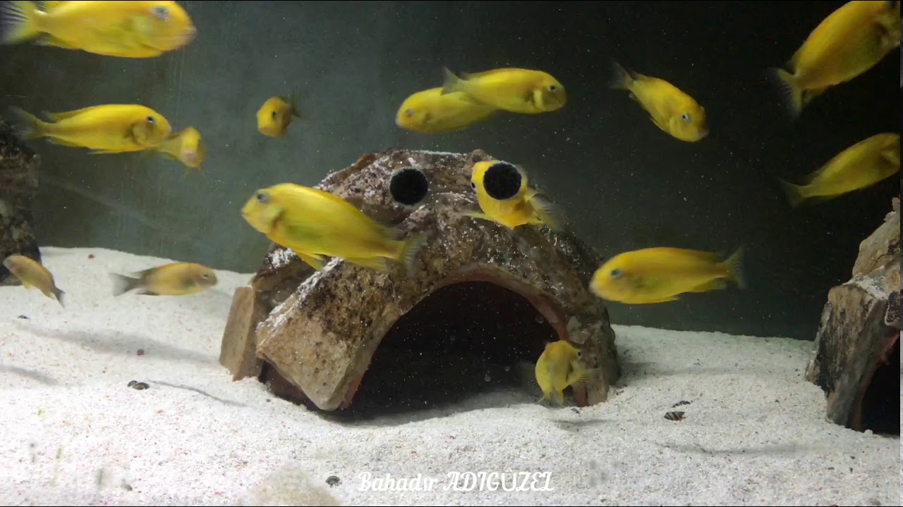 Tropheus Kriza Gold