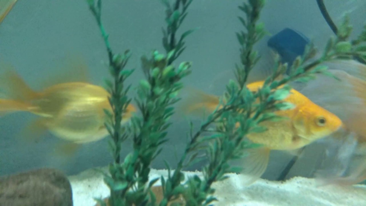 Meu aqu&aacute;rio de mais de 150 litros