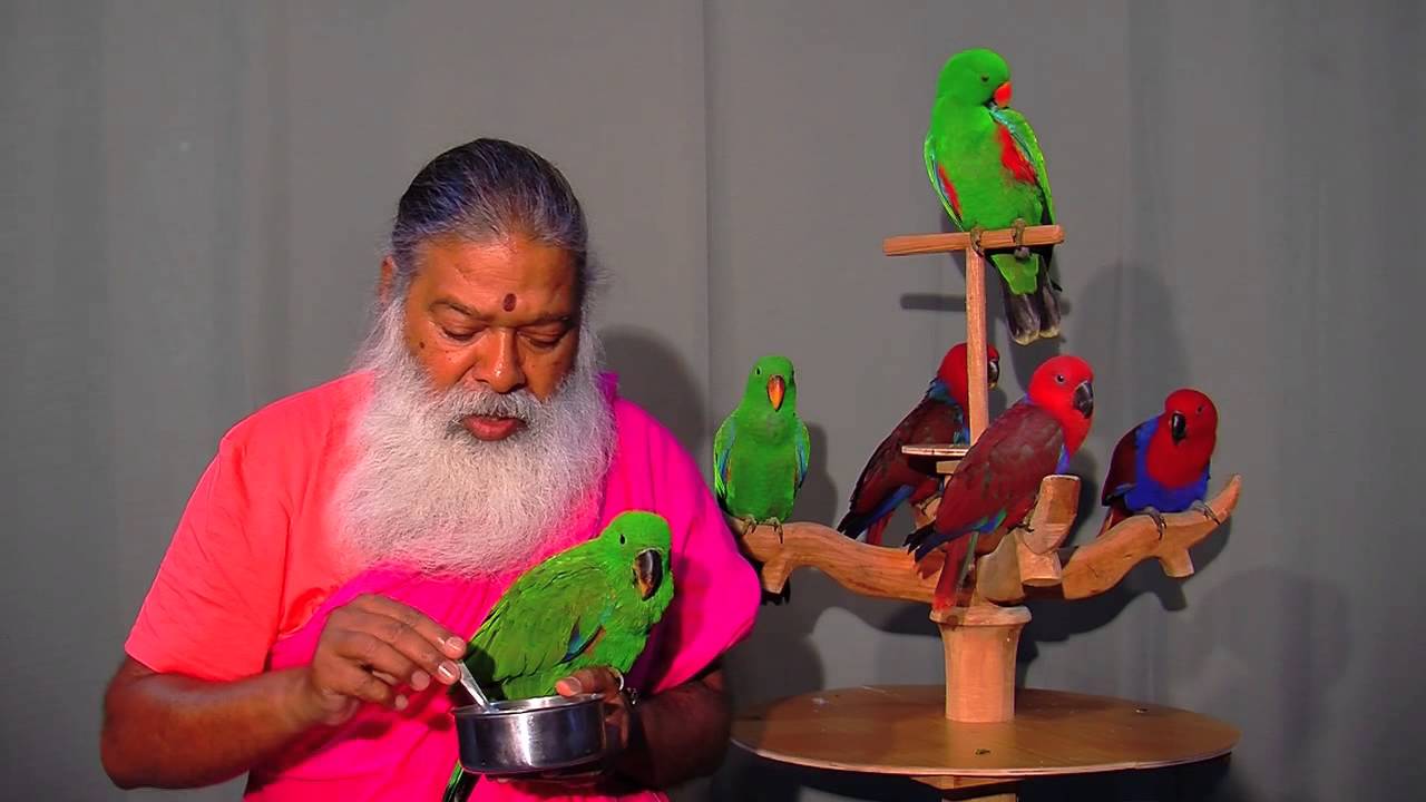 Care for Eclectus Parrots