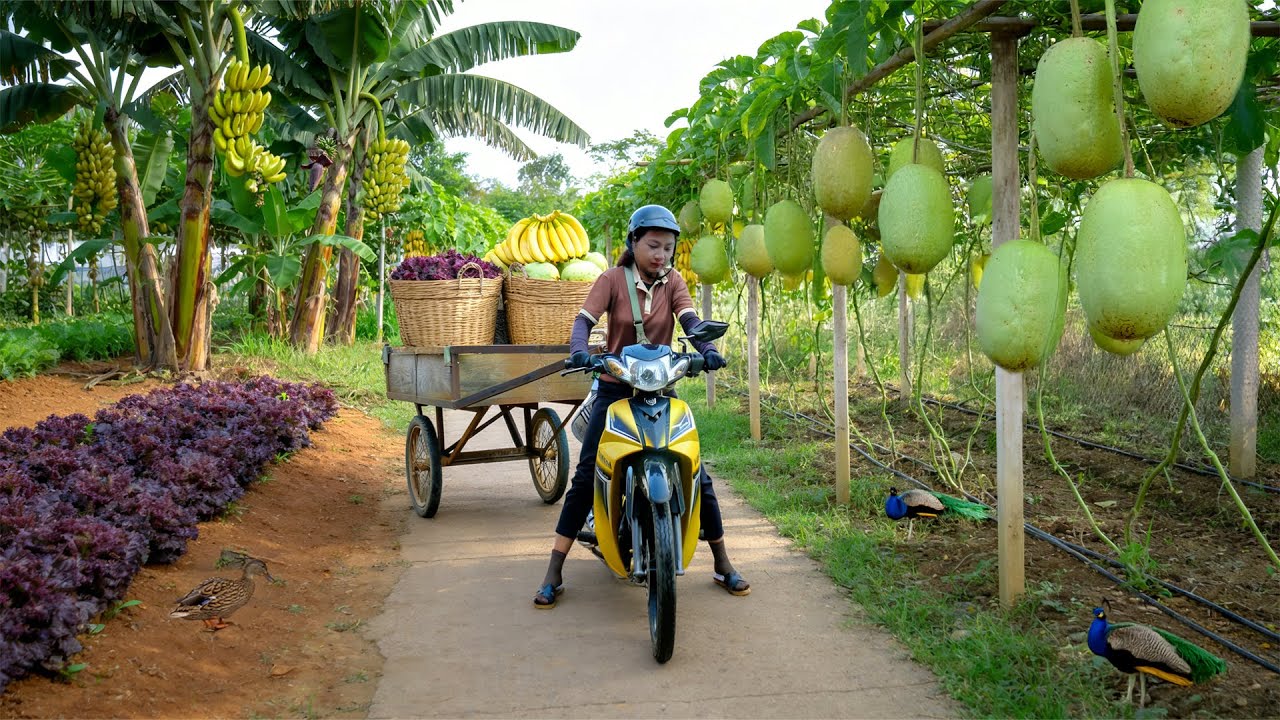 Harvest A Truckload Of Bananas, Cucumbers, Purple Lettuce To Sell At Market – Cook With Them, Garden
