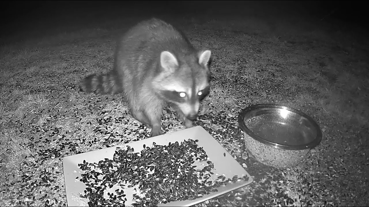 Raccoon.          #natureheals #wildlifevideos #wildlife #UnBrokenFoundation