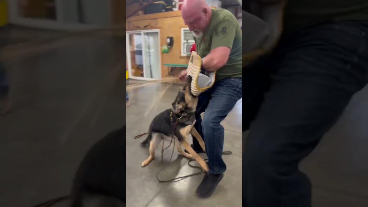 High Flying German Shepherd &ldquo;Zen&rdquo; Collects Her Debt Family Home Raised Personal Protection Dog