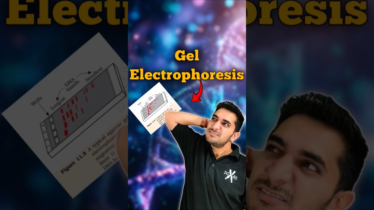 What is Gel Electrophoresis | Principle of Biotechnology | Class 12 Biology | NEET | CUET