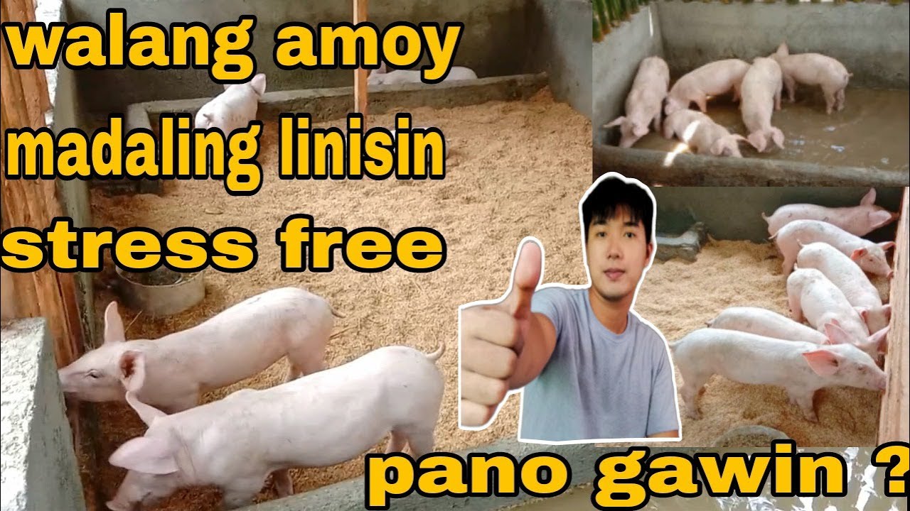 BABUYANG WALANG AMOY PAANO GAWIN?