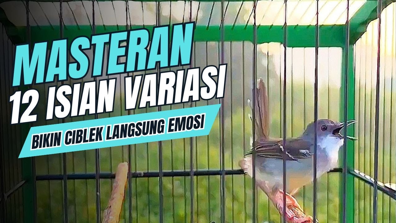 Pancingan CIBLEK KRISTAL Gacor Ngebren 12 Variasi isian Mewah Untuk MASTERAN BURUNG Ciblek SEMI
