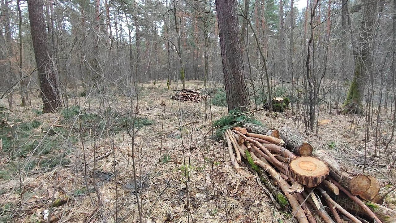 Zrzuty jeleni 2024 Piękny 14-stak, pracownik leśny by się ucieszył 👌🌲
