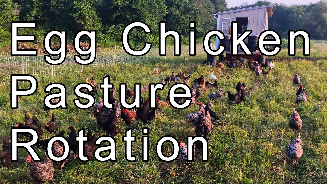 Laying Hens Pasture Rotation