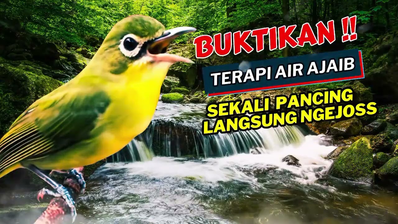 Terbukti Ampuh! Terapi Air Kecial Kuning Lombok Bikin Tambah Sehat | Masteran Kecial Kuning Lombok