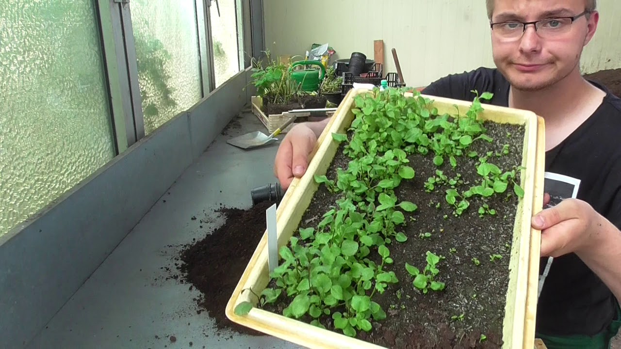 Abschlussprüfung Werker*in im Gartenbau Fachrichtung Zierpflanzenbau - Pikieren