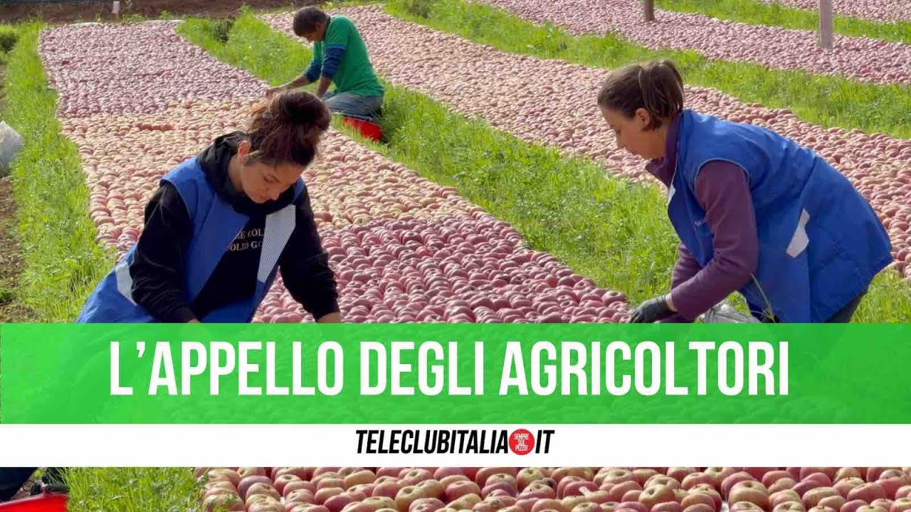 Mela annurca: eccellenza campana dalle radici giuglianesi, 