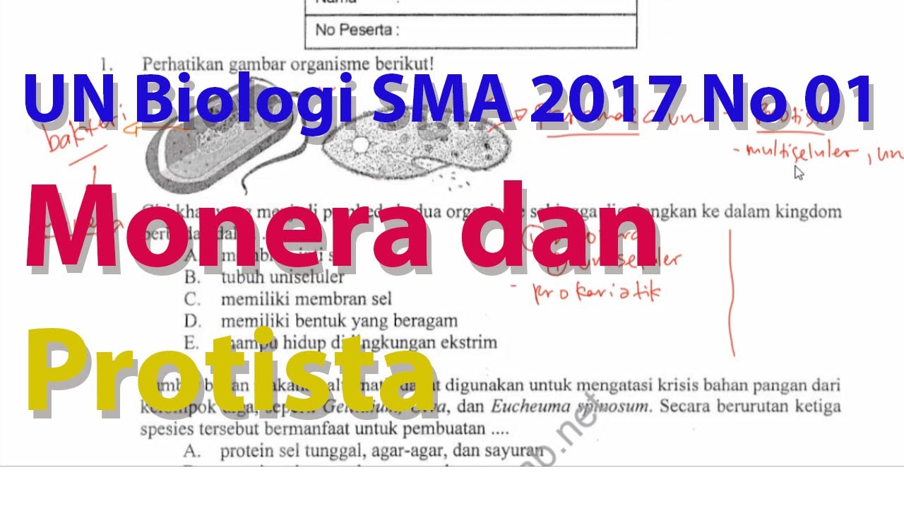 N1 Perbedaan Monera dan Protista Pembahasan Ujian Nasional Biologi SMA 2016 2017