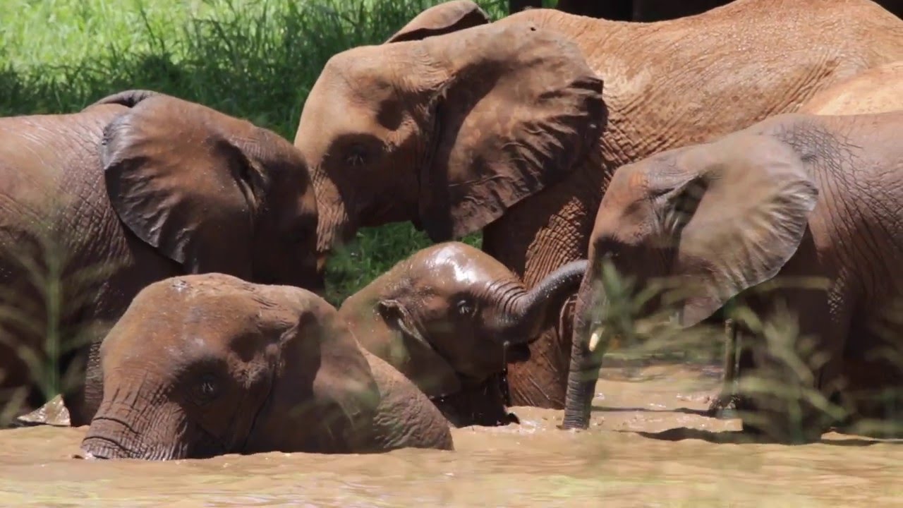 Big Five Safari - Tanzania