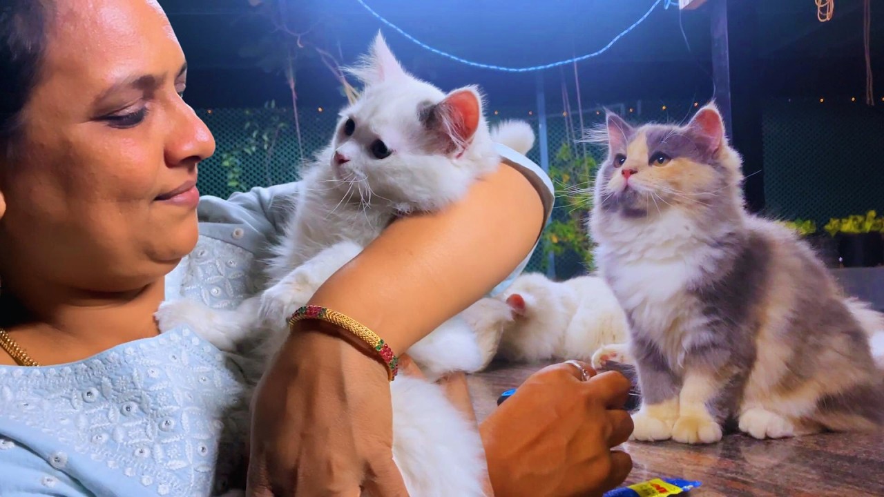 Kitten Sale 50000 ahh..?