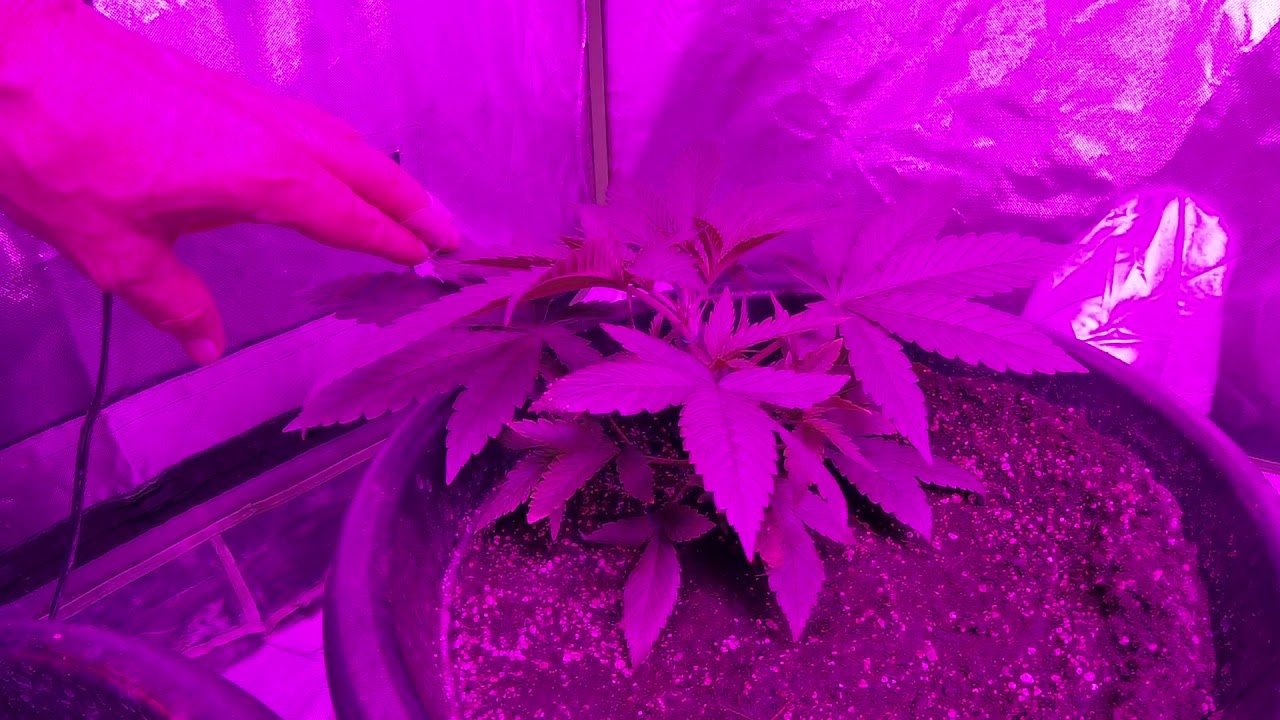 Destiny grow system 4 plant 5 step grow system