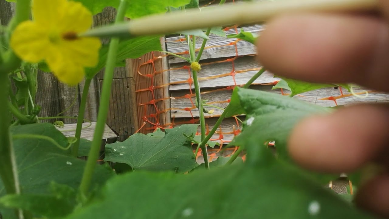 Jak zapylić ogórki pod folią. Podwiązywanie i przycinanie krzewów.