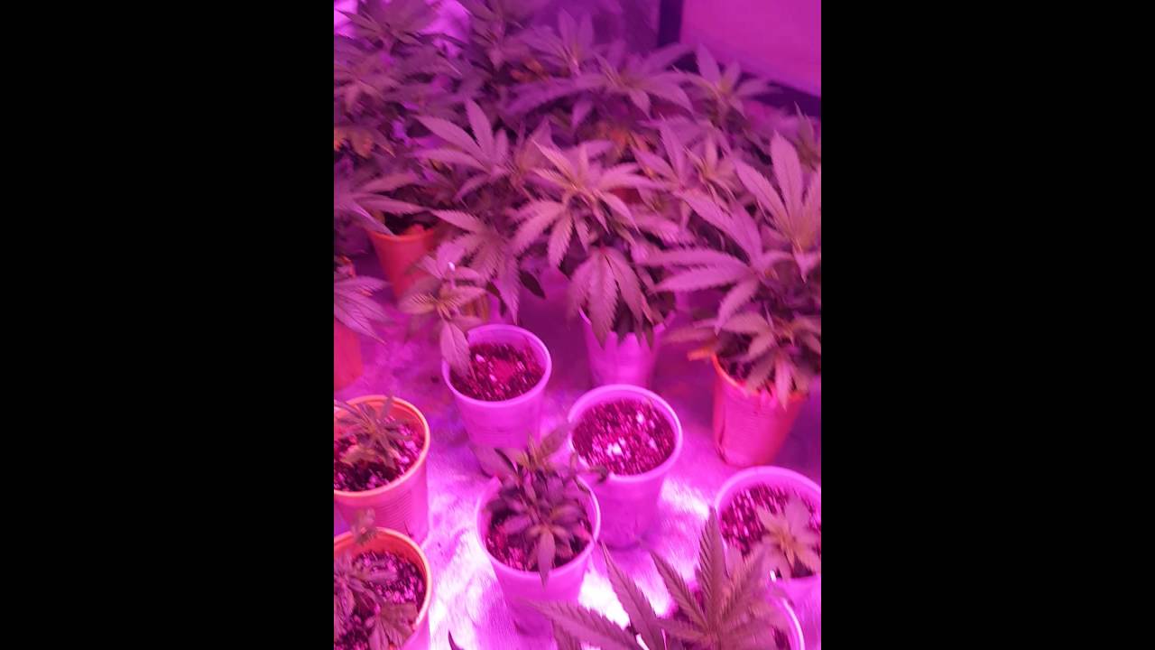 DC Green Thumb