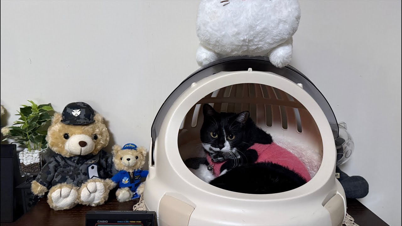 おやすみ前のまったり気まぐれ猫配信🐾猫の寝姿に癒されておやすみなさぃ💤