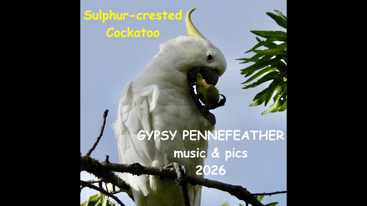 Sulphur-crested Cockatoo in Almond Tree