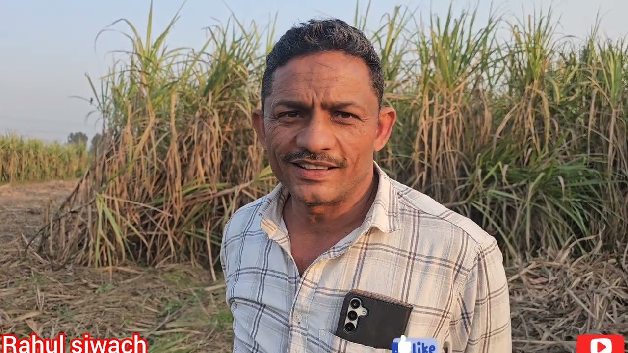 किसान पिछले तीन वर्षों से कर रहे हैं, ट्रेंच विधि द्वारा 48 इंच पर13235 गन्ना वैरायटी की बुवाई