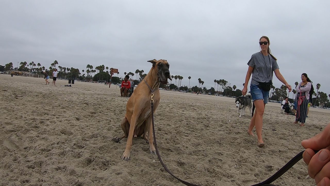 Cash 2.0 Great Dane having more fun at Rosie's Dog Beach 1