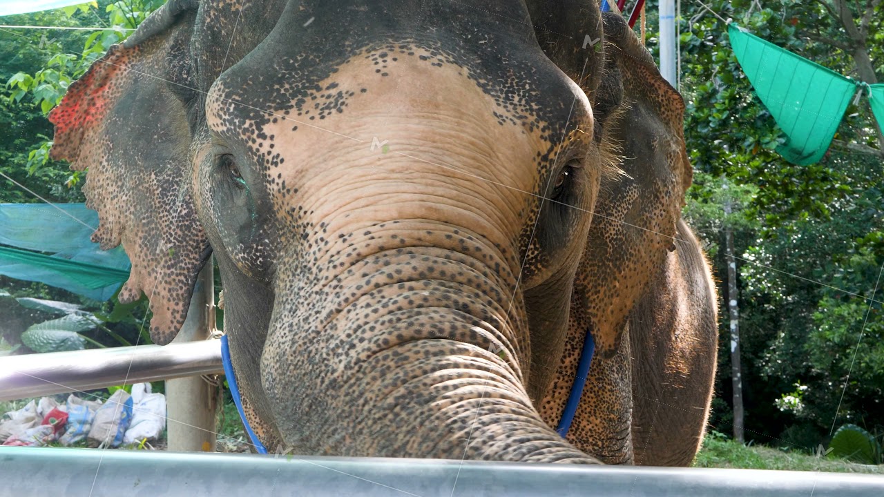 Trapped gray elephant stands in fence