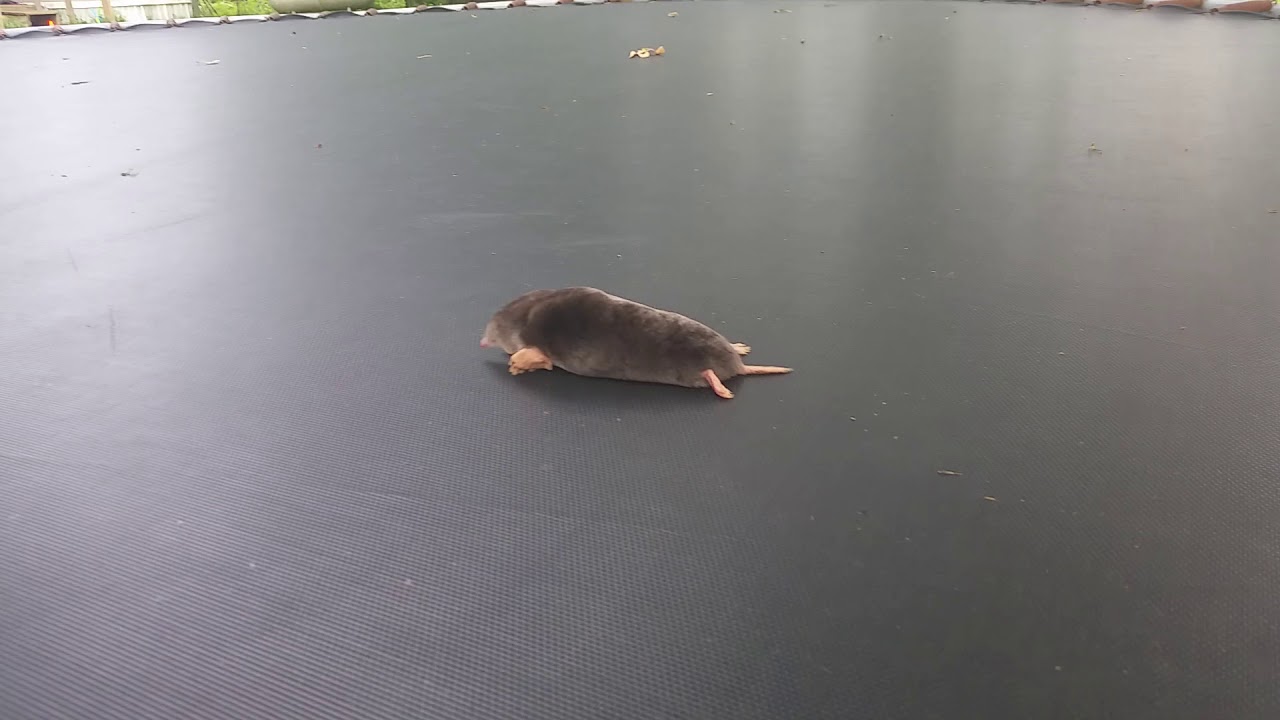 Cute little mole on trampoline