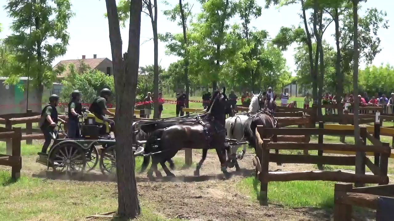 József DOBROVITZ (HUN) - CAI-A***, H4, Mélykút (Hungary) marathon driving, obst. Nr. 1, 08.06.2019