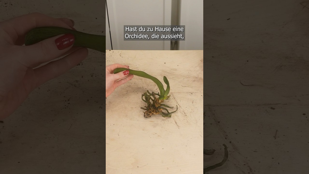 Reanimierung einer Orchidee ohne Wurzeln