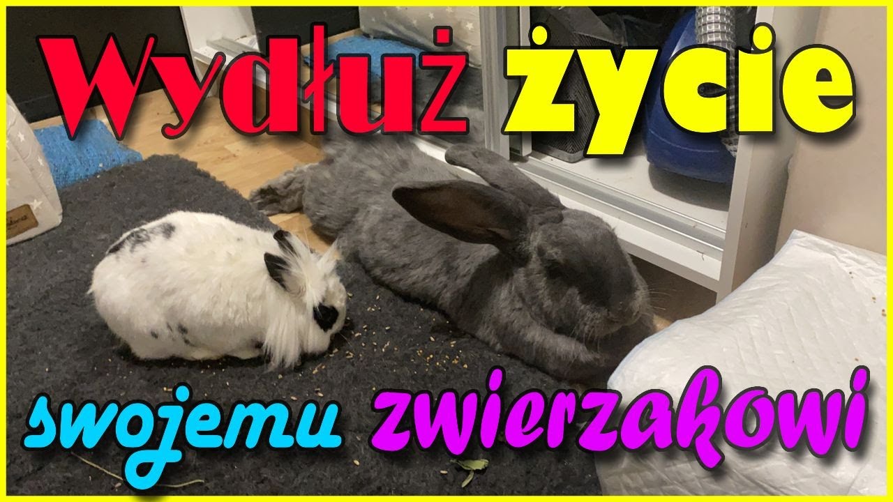 Jak zadbać o królika? | WSZYSTKO, CO MUSISZ WIEDZIEĆ