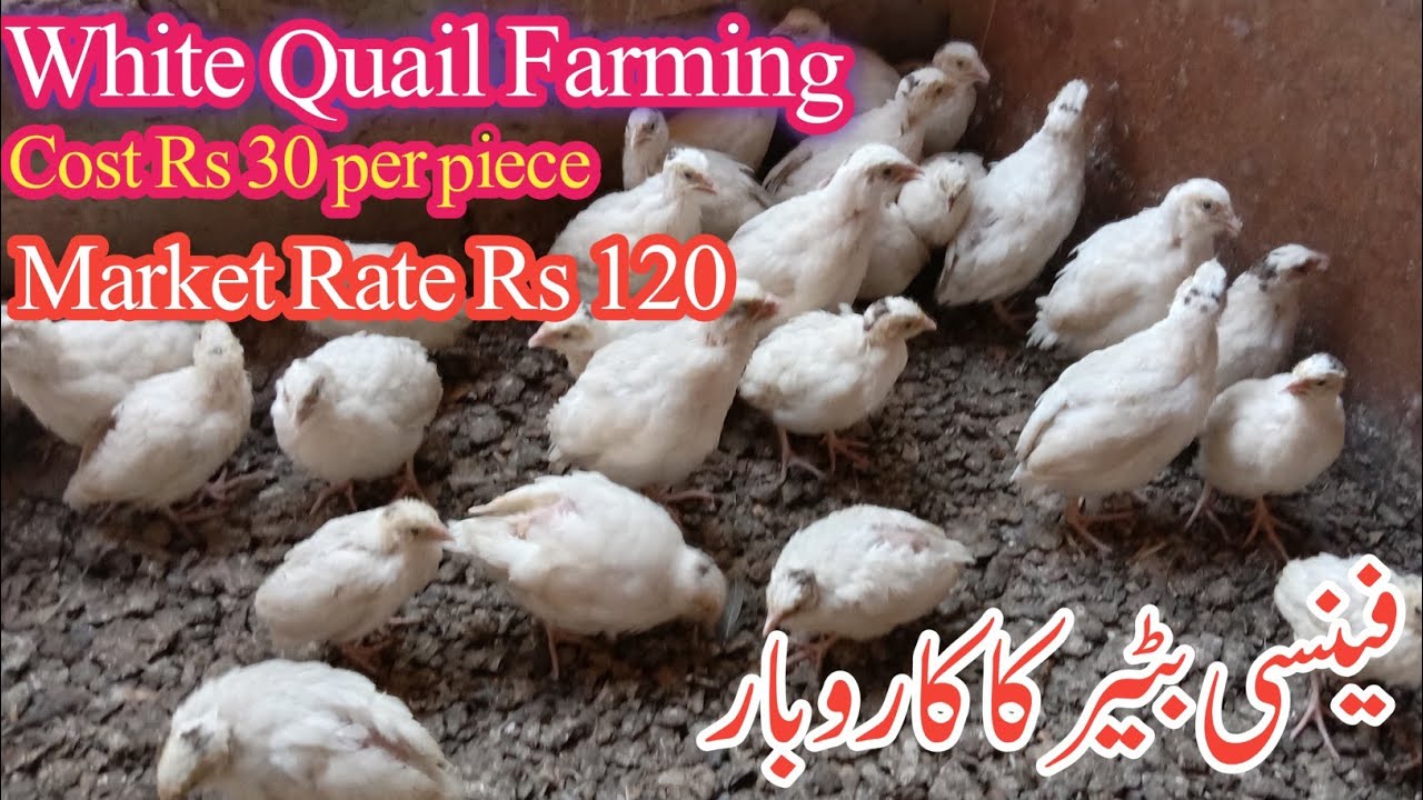 White Quail Farming In Pakistan |  Fancy Quail Farming Info