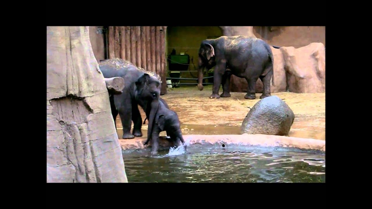 Olifant Faya voor het eerst in bad in Diergaarde Blijdorp -Baby elephant's 1st bath in Rotterdam Zoo