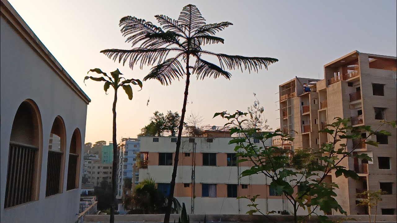 🌴খ্রীস্টমাস গাছটির বয়স দুই যুগ,গাছটিকে একটু খাবার দিয়ে দিলাম। 