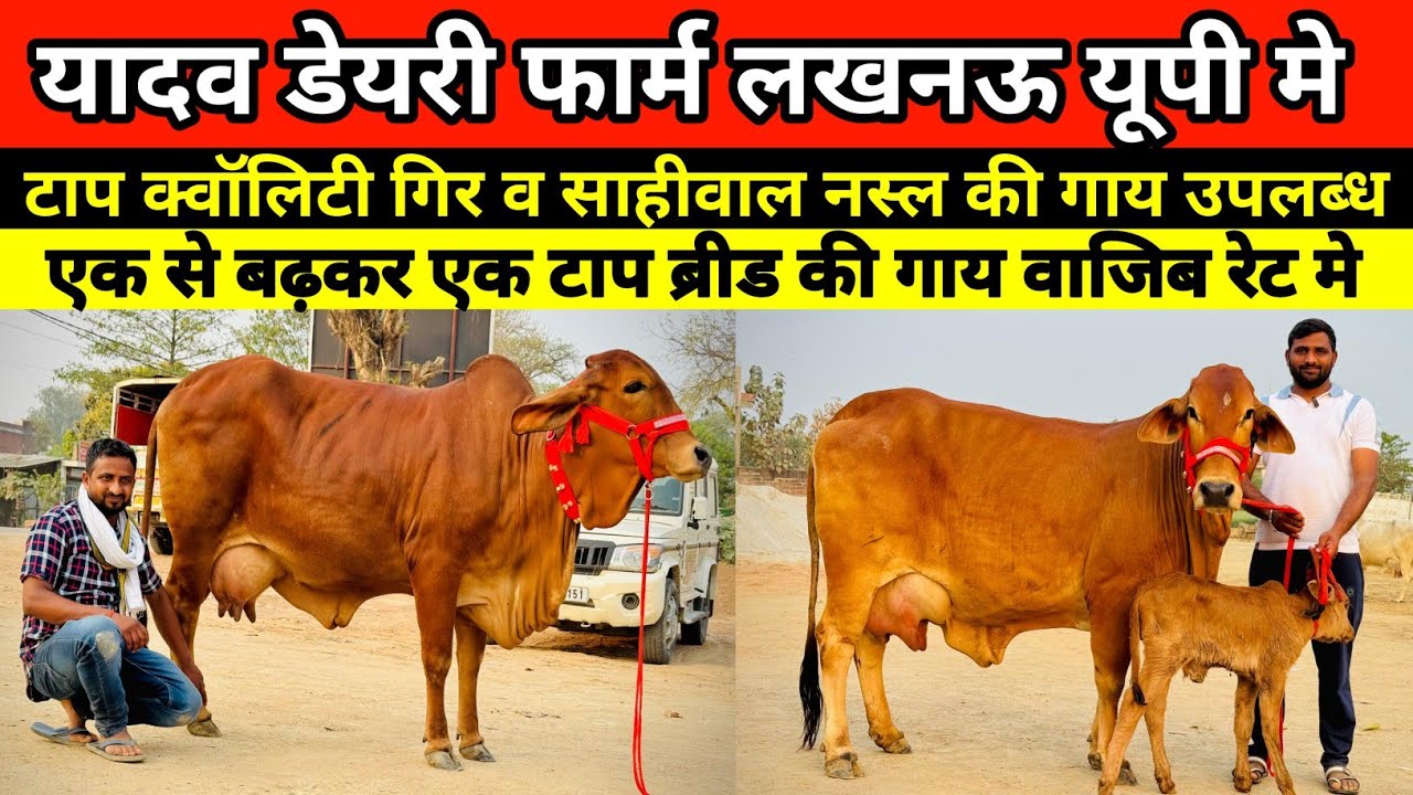 🐄👌 यादव डेयरी फार्म पर एक से बढ़कर एक टाप ब्रीड की गाय बिक्री के लिए उपलब्ध || yadav dairy farm #cow