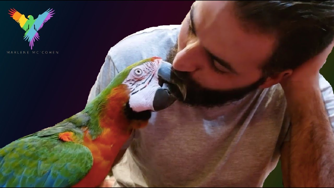 My Talking Cockatoo Throws Multiple Tantrums and My Macaw Cuddles! (WITH SUBTITLES)
