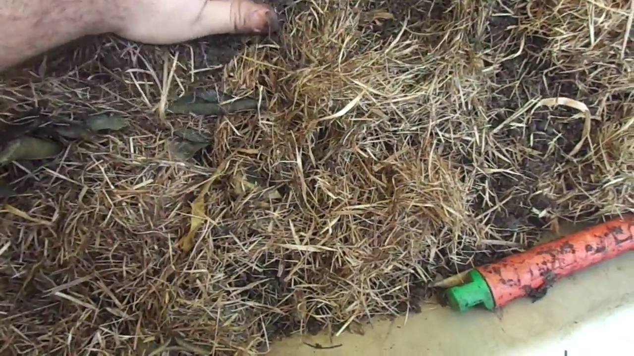 Como Manter Úmida e Descompactada a terra do seu canteiro ou vaso por muito mais tempo!