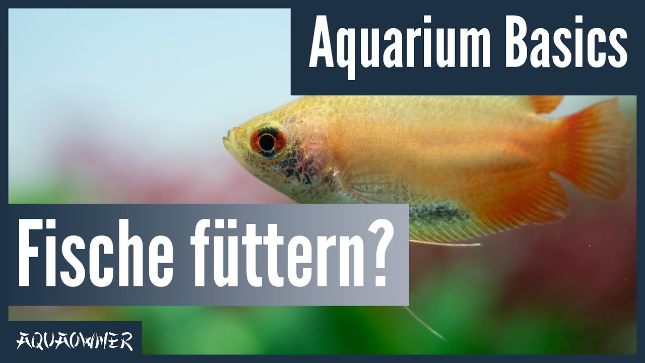 Muss man Fische extra f&uuml;ttern? | Aquarium Basics