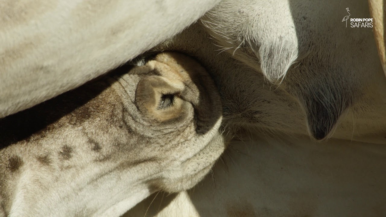 Safari Diaries: Nursing a Tiny Gentle Giant