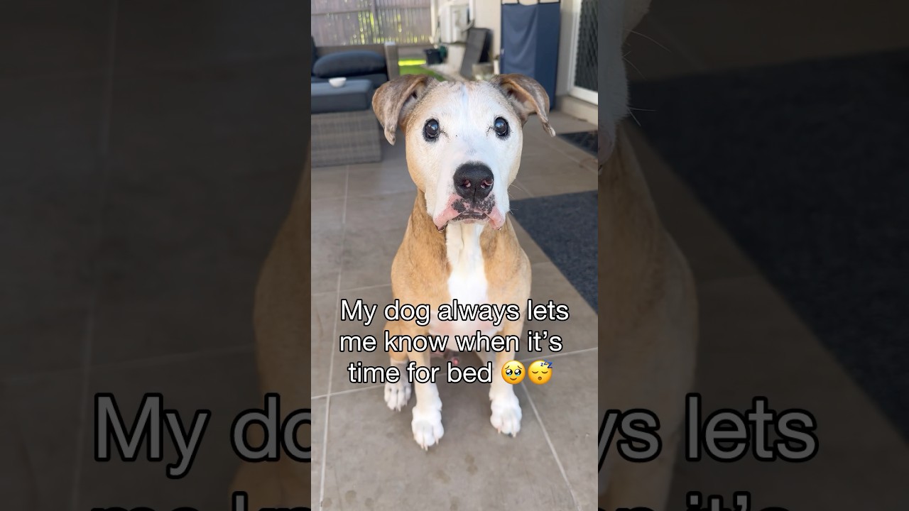 My Senior Dog&rsquo;s Sweet Bedtime Routine ❤️ 🥹